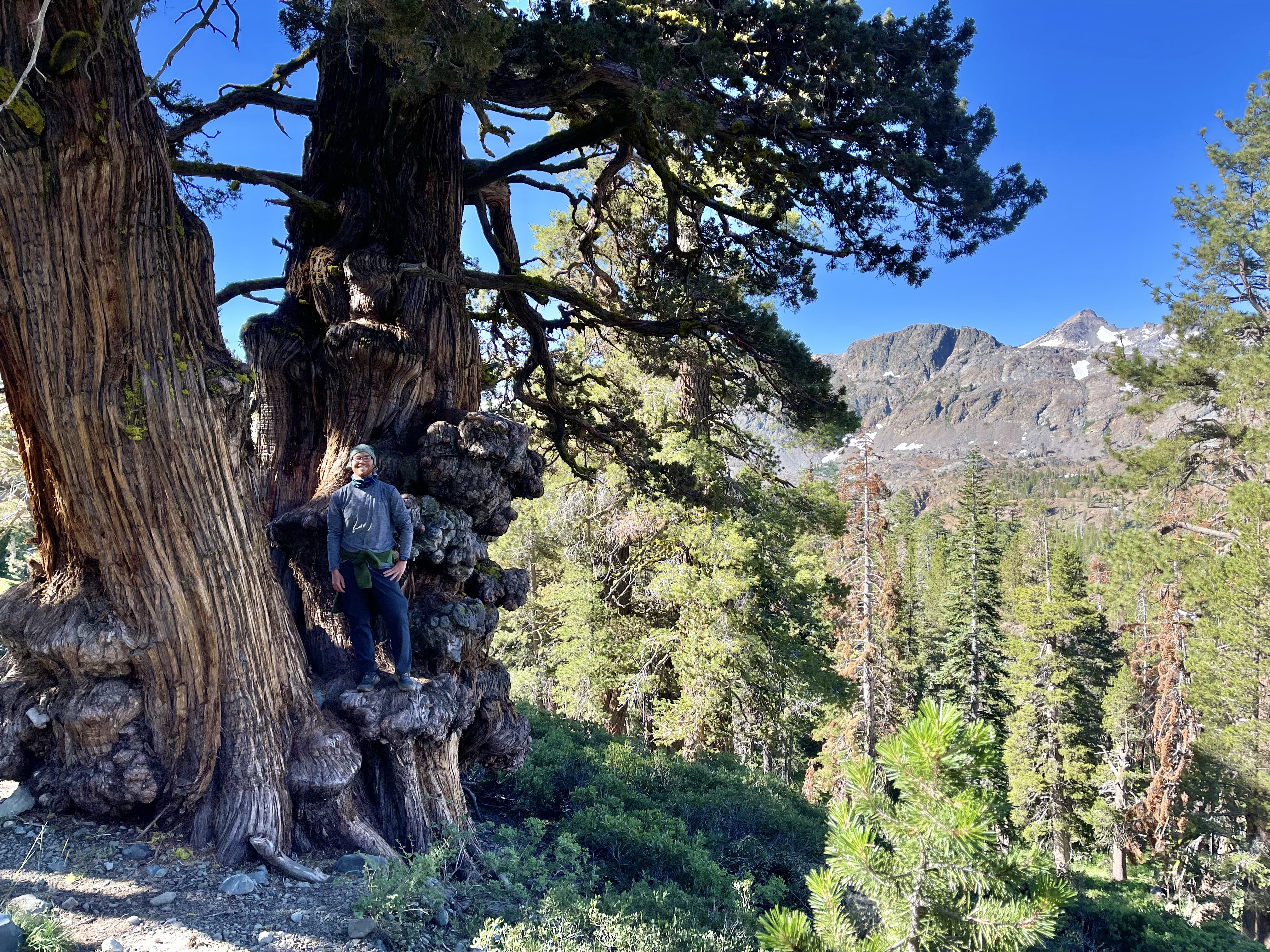  A big Juniper tree in desolation wilderness.