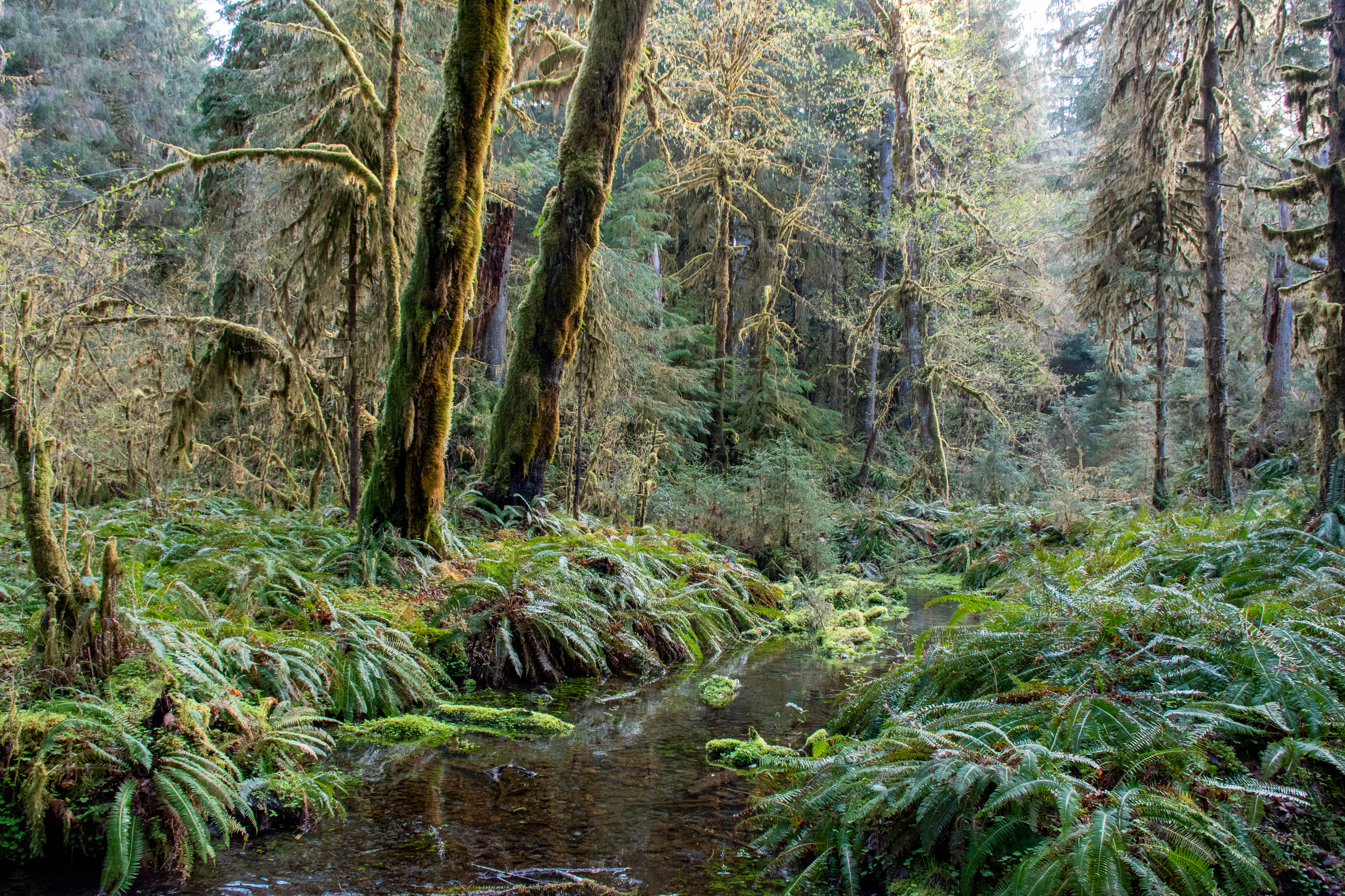 The beautiful hoh rainforest.